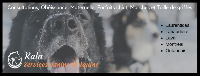 Kala, Services Canins et Équins - Éducation et dressage- LAssom | Rue Cazeneuve, LAssomption, QC J5W 2Y4, Canada | Phone: (450) 803-5078