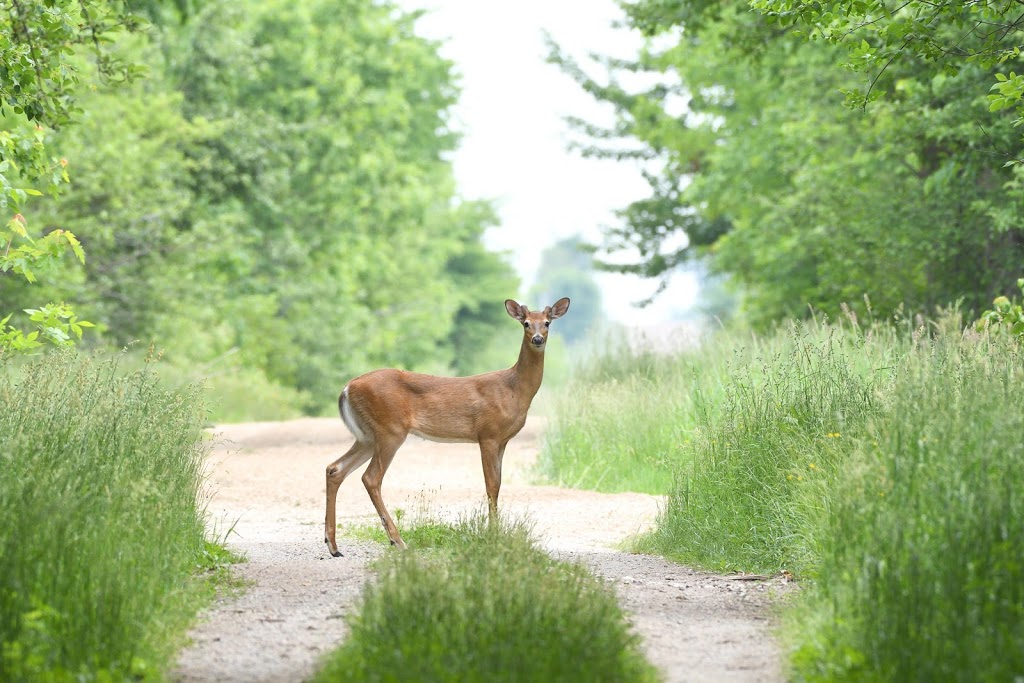 Hullett Provincial Wildlife Area | 41378 Hydro Line Rd, Clinton, ON N0M 1L0, Canada | Phone: (519) 482-7011