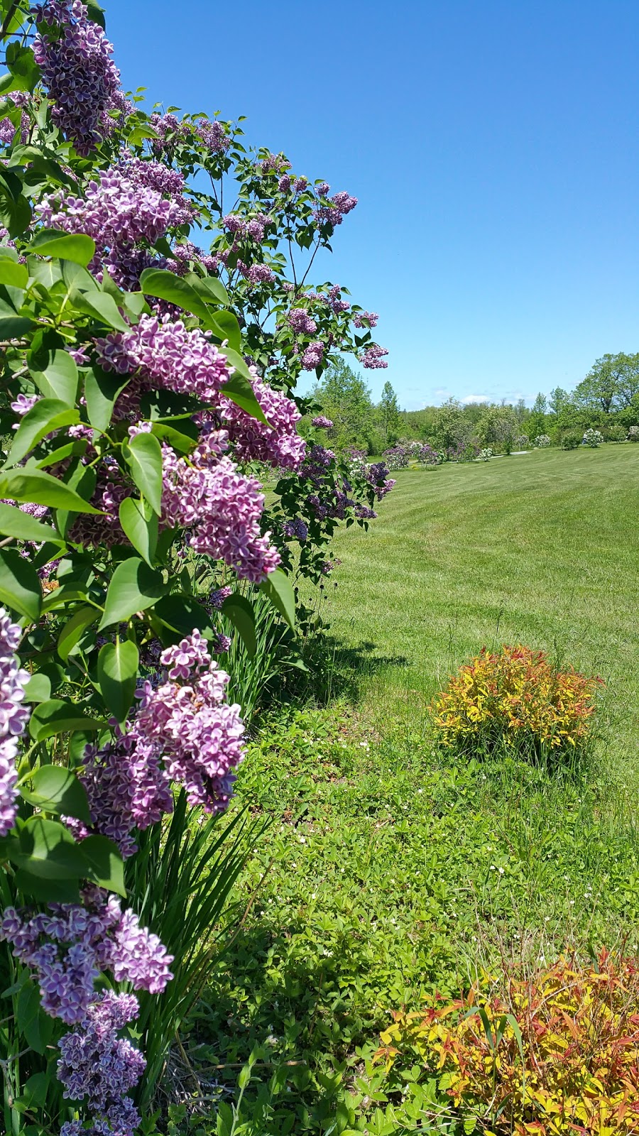 Lilac Gardens Of Lindsay June 3rd 2017 | 78 Logie St, Lindsay, ON K9V 5Y2, Canada
