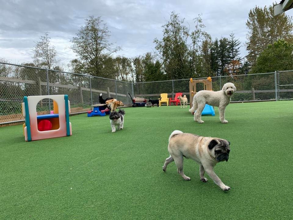 Adeles Doggie Daycare Countryside | 256 St, Langley Twp, BC V4W 2J9, Canada | Phone: (604) 996-9325