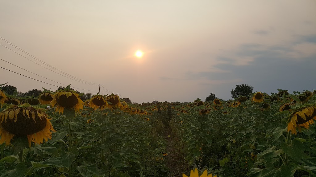 Bill & Gerry Kydds Farm Market | 3573 Saunders Settlement Rd, Sanborn, NY 14132, USA | Phone: (716) 731-5003