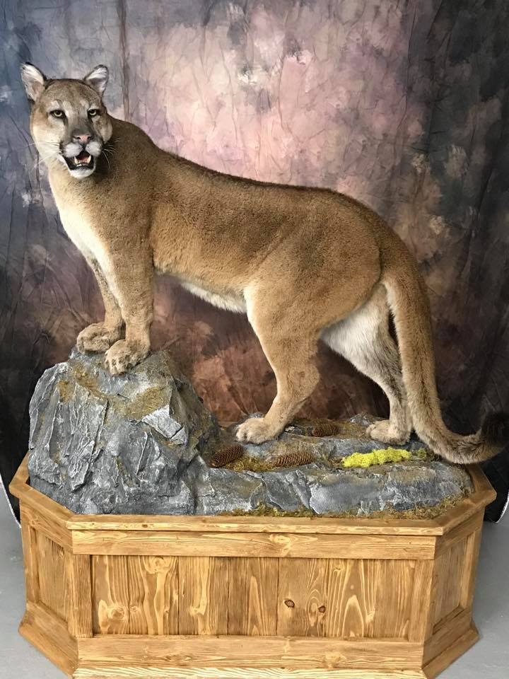 Wilderness Taxidermy Studio | 2709 Grandview Heights, Merritt, BC V1K 1R1, Canada | Phone: (250) 315-5071