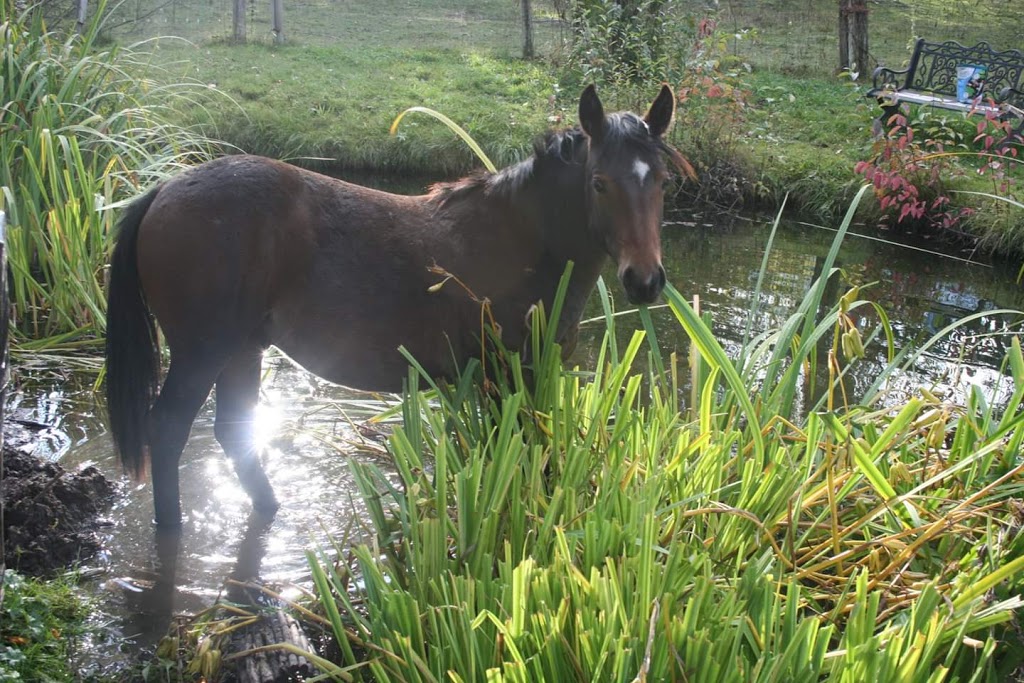 Freedoms Gate Equine Rescue Society | 4730 44 Ave NW, Salmon Arm, BC V1E 3A7, Canada | Phone: (250) 515-1056