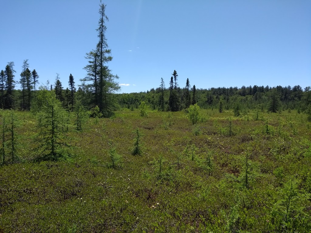 Mer Bleue Bog Trail | Ridge Rd, Ottawa, ON K0A 2Y0, Canada | Phone: (613) 239-5000