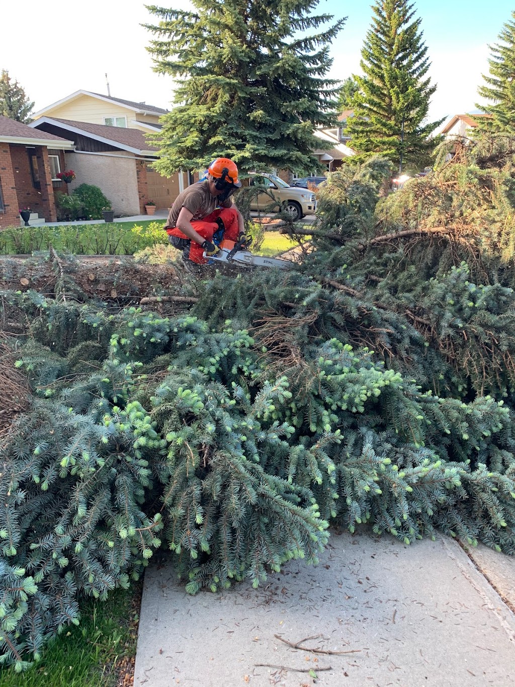 Elevated Tree Removal | 82 Martin Close, Red Deer, AB T4R 1R7, Canada | Phone: (403) 848-4482