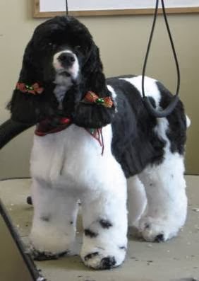 Elite Dog Grooming | 3 St George St, Brantford, ON N3R 1T9, Canada | Phone: (519) 304-8900