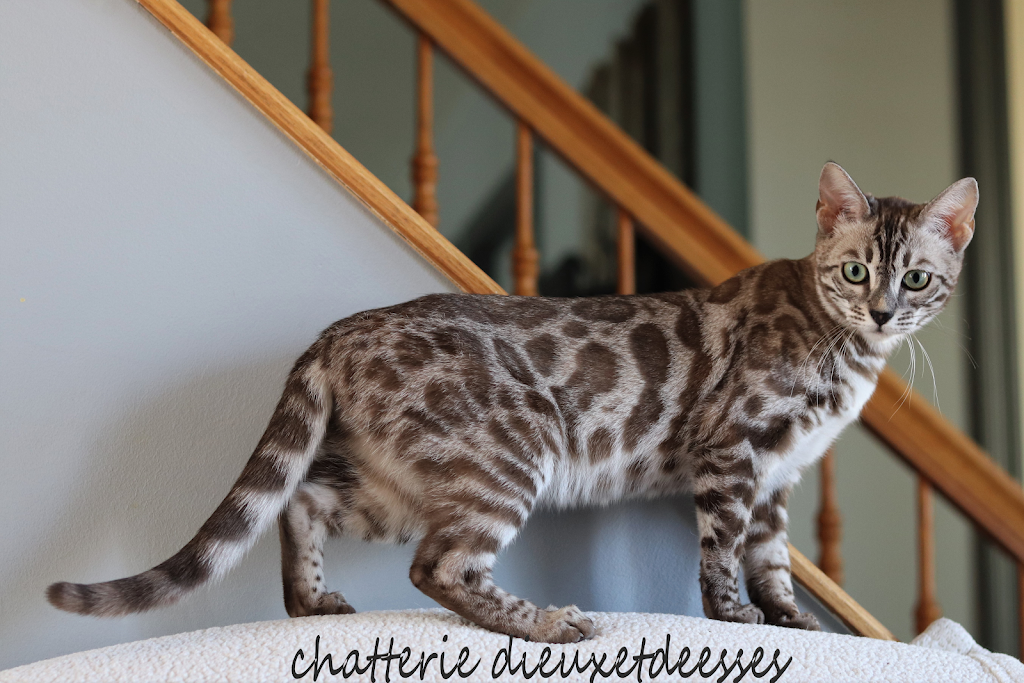 Chatterie Dieuxetdeesses, élevage de chats bengal | 36 Rue Larochelle, La Durantaye, QC G0R 1W0, Canada | Phone: (418) 884-2397