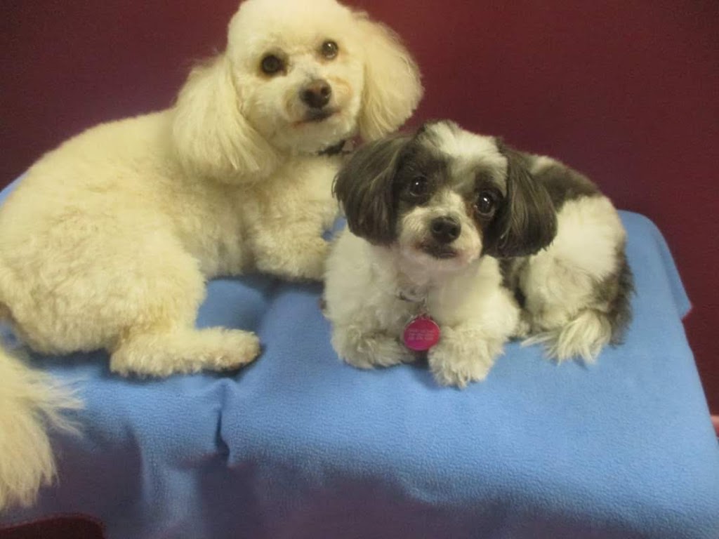 The Lavish Lair Small Breed Dog Daycare | 437 Albert St, Waterloo, ON N2L 3V2, Canada | Phone: (519) 725-7373