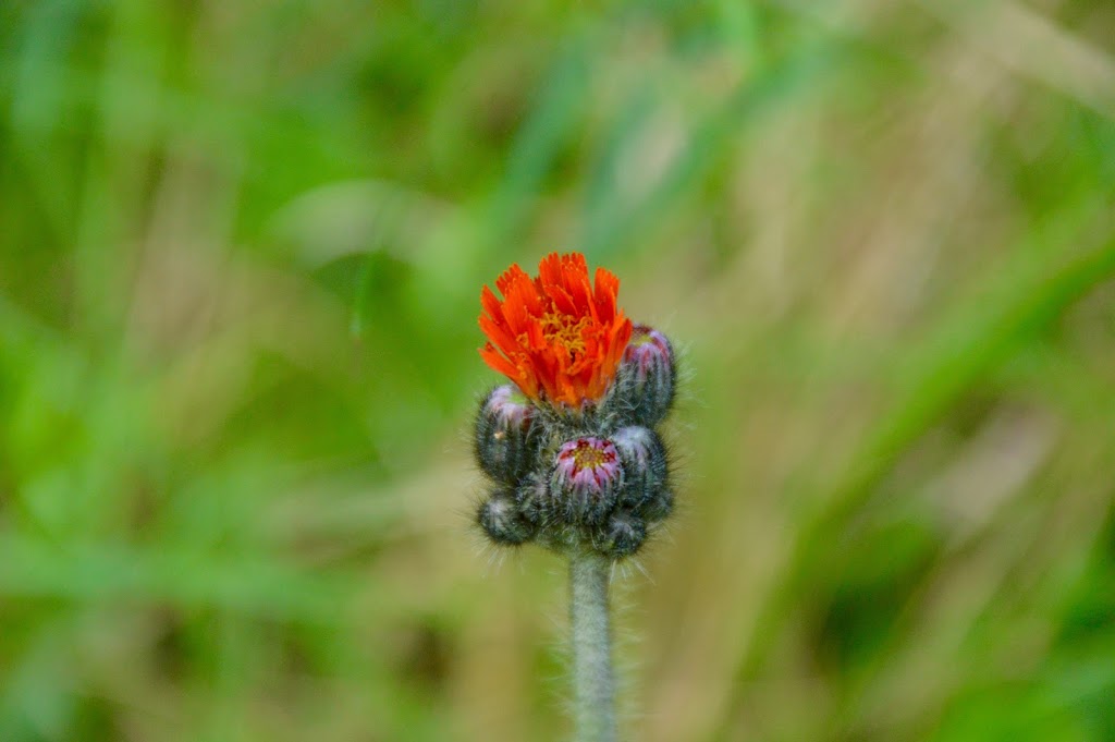 Reilly Bird Nature Reserve | 164-376 Meilleurs Rd, Laurentian Hills, ON K0J 1P0, Canada | Phone: (416) 444-8419