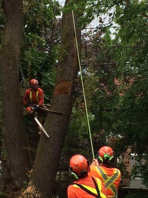 Hanet Tree Service | Frizell Rd, Perth, ON K7H 3C7, Canada | Phone: (613) 812-1736