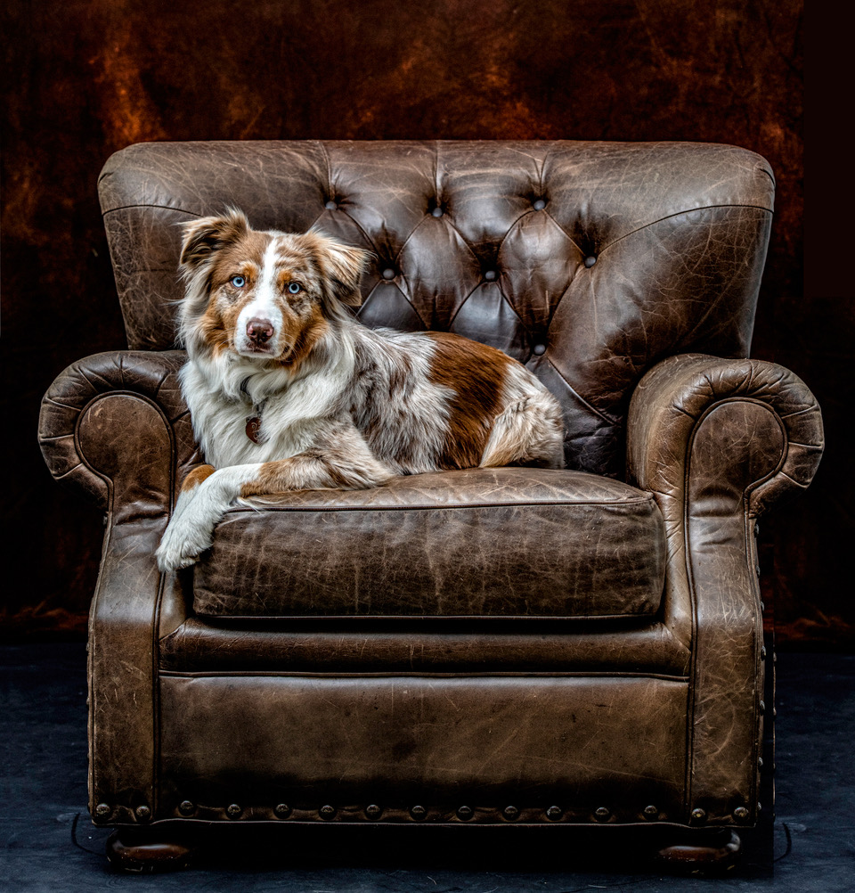 Vancouver Island Pet Portraits | 3942 Dove Creek Rd, Courtenay, BC V9J 1S1, Canada | Phone: (778) 585-1176