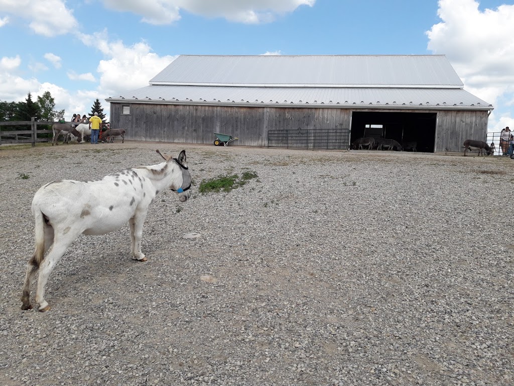 The Donkey Sanctuary of Canada | 6981 Conc. 4, Puslinch, ON N0B 2J0, Canada | Phone: (519) 836-1697