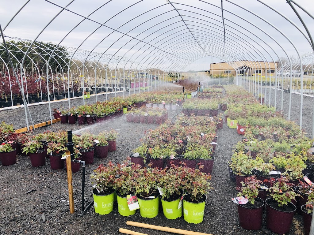 Songsco.com | Ocean Nursery, 16110 Woodbine Ave, Whitchurch-Stouffville, ON L4A 2W3, Canada | Phone: (647) 812-1188