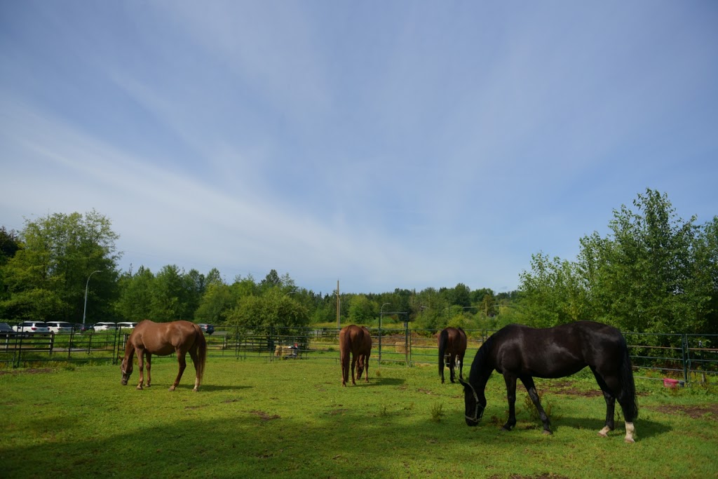 Sunny Riding Stables | 8020 216 St, Langley City, BC V2Y 2C7, Canada | Phone: (778) 896-3797