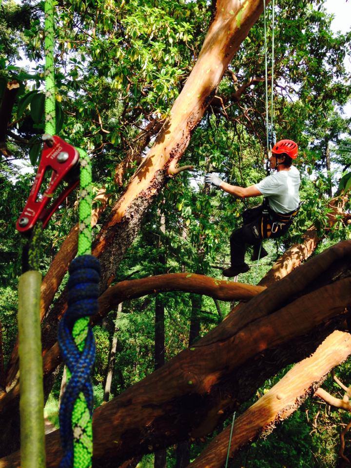 Advantage Tree Care | 1266 Dunsterville Ave, Victoria, BC V8Z 2W8, Canada | Phone: (250) 508-4445