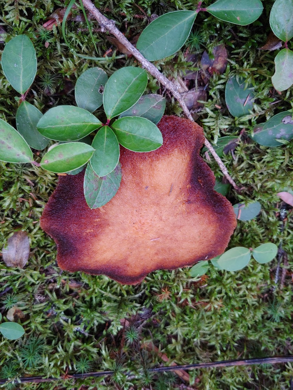 Moose Bog Trail lot | 05846 VT-105, Island Pond, VT 05846, USA