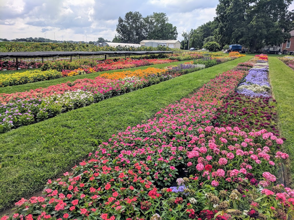 Stokes Seeds Trial Garden | 1103 Lakeshore Rd W, St. Catharines, ON L2R 6P9, Canada | Phone: (905) 688-4300