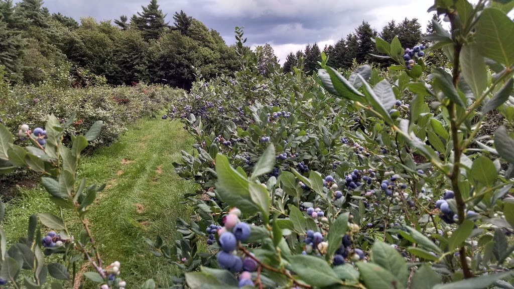 Bleuetière Le Rêve Bleu | 386 Rang de la Presquîle, Saint-Damase, QC J0H 1J0, Canada | Phone: (450) 772-6309