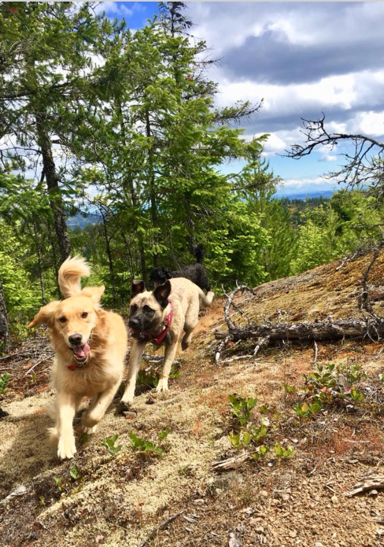 K9 Trekkers | Shawnigan Lake, BC V0R 2W3, Canada | Phone: (250) 516-8052