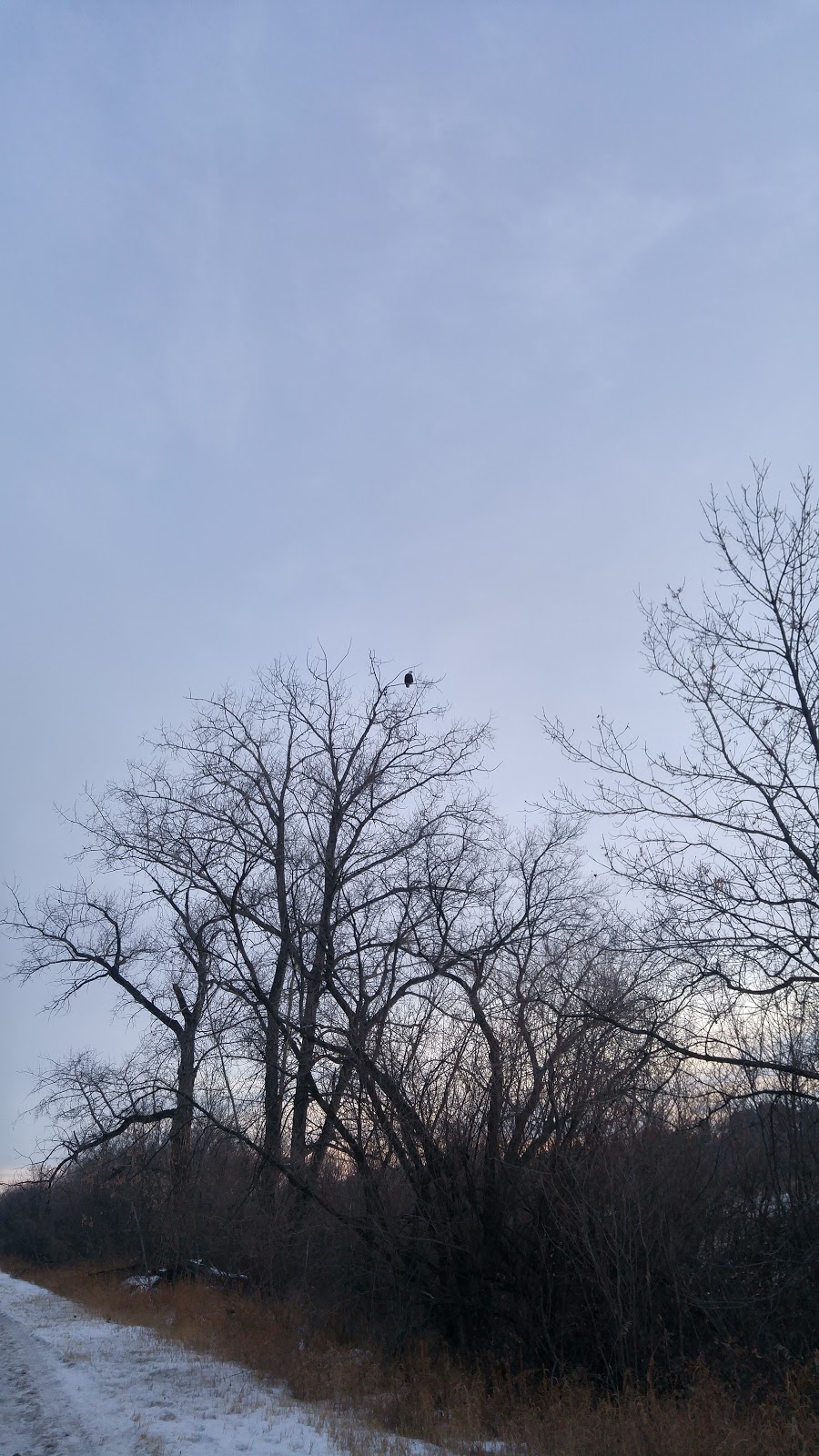 Spadina Bird Watch | 4E5, 1337-2119 Spadina Crescent W, Saskatoon, SK S7M 1P5, Canada