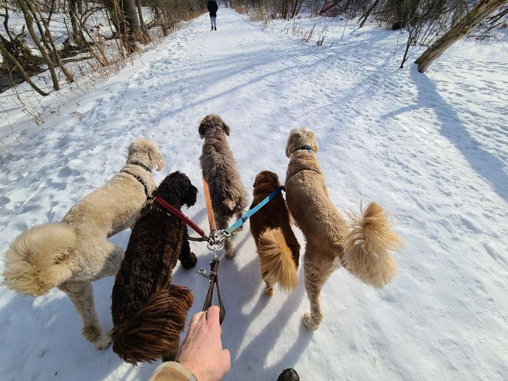 Snouts Out Dog Walking & Boarding | East York, Toronto, ON M4C 3Y7, Canada | Phone: (416) 489-4003