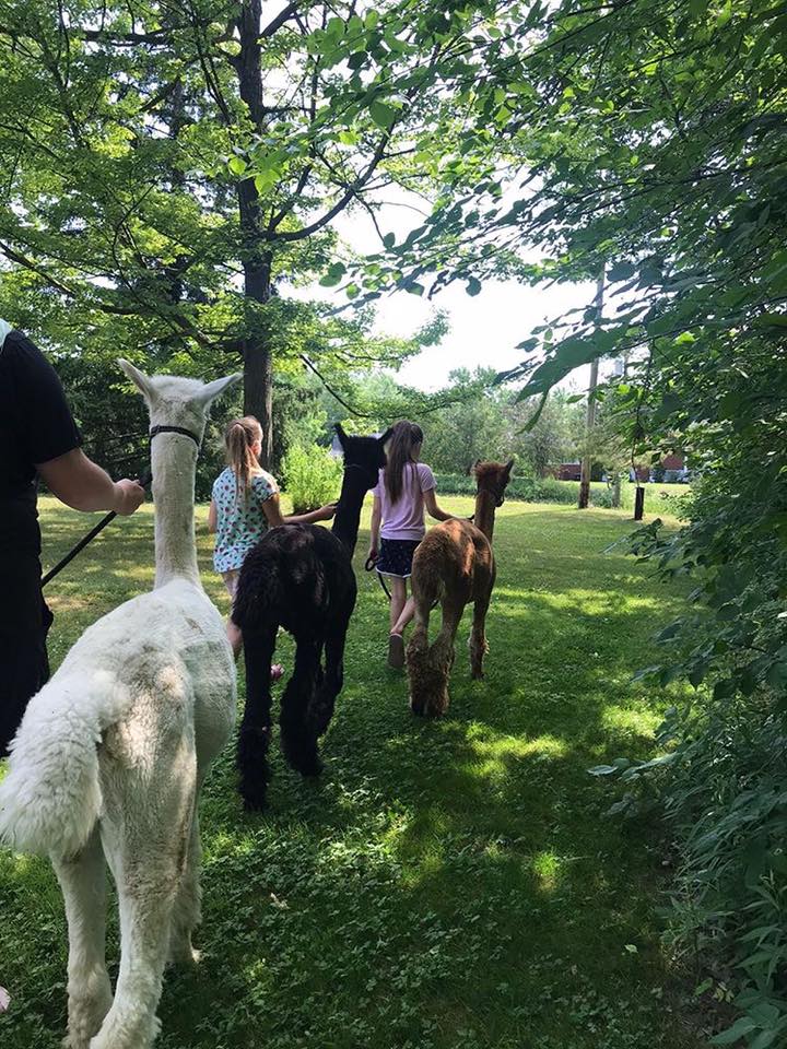 On The Brink Alpacas | 2540 Rosedene Rd, Saint Anns, ON L0R 1Y0, Canada | Phone: (289) 441-1157