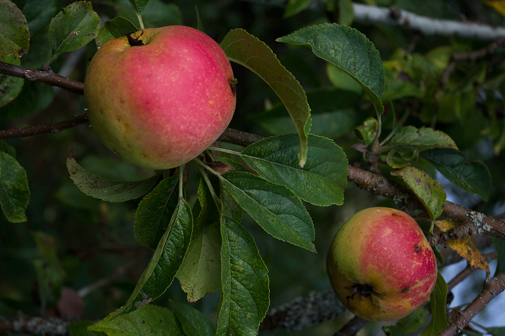 Cedar Cider | Surrey, BC V3S 9R9, Canada | Phone: (604) 328-4929