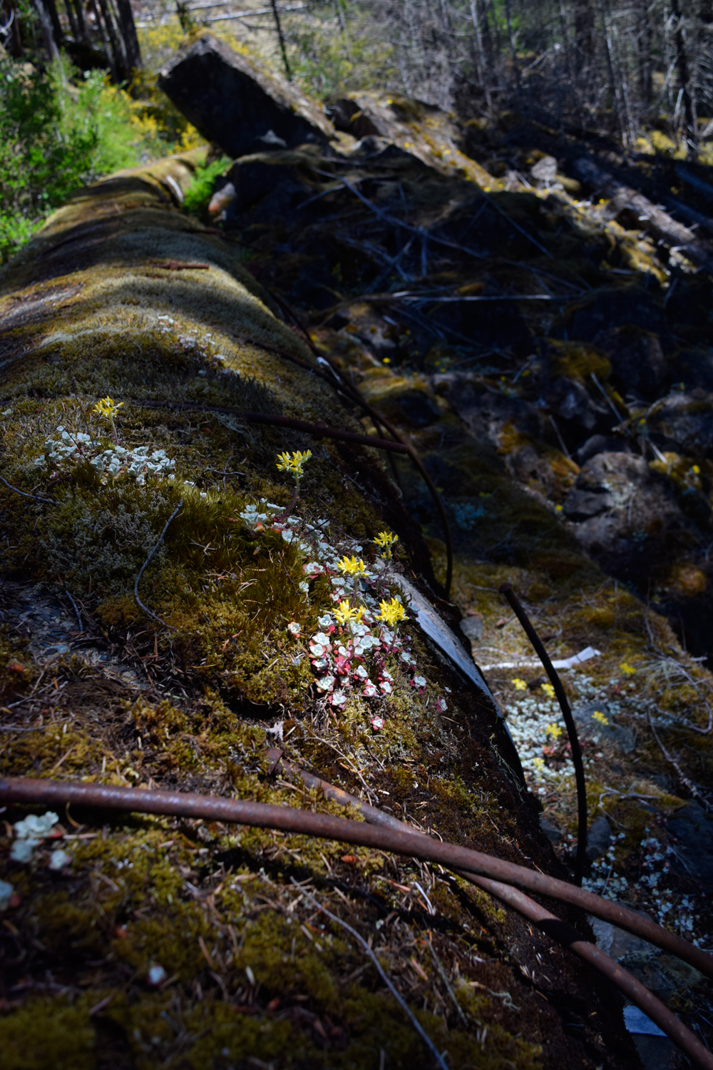 Sooke Flow Pipe Trail | Sooke River Rd, Sooke, BC V9C 4C1, Canada