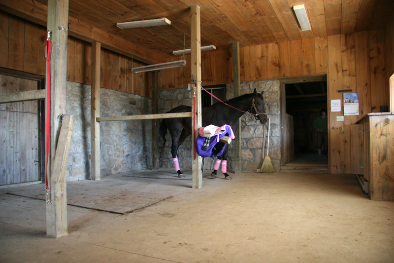 Morning Star Equestrian Farm | 237 Langford Church Rd, Brantford, ON N3T 5L4, Canada | Phone: (519) 865-8523