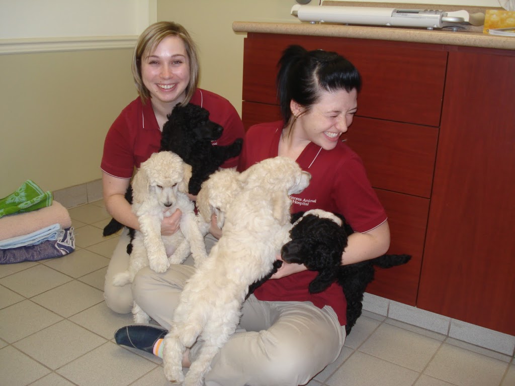 Princess Animal Hospital | 1027 Bayridge Dr, Kingston, ON K7P 3B8, Canada | Phone: (613) 634-7123