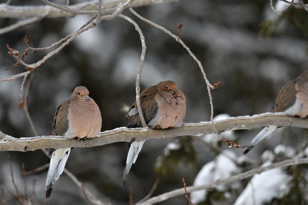 Club Des Ornithologues | CP 53059 Québec La Canardière, Québec, QC G1J 5K3, Canada | Phone: (418) 847-7645