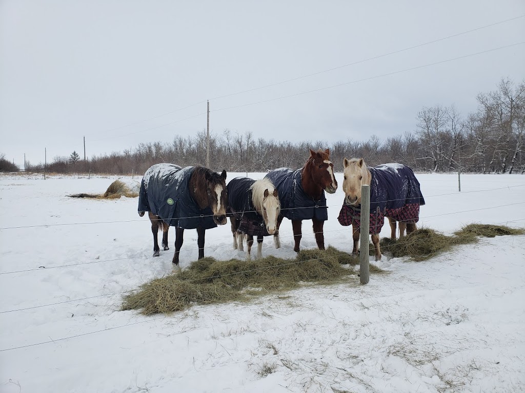 Free Acres Horse Stable | Unnamed Road, 0V0, Kleefeld, MB R0A 0V0, Canada | Phone: (204) 380-9190