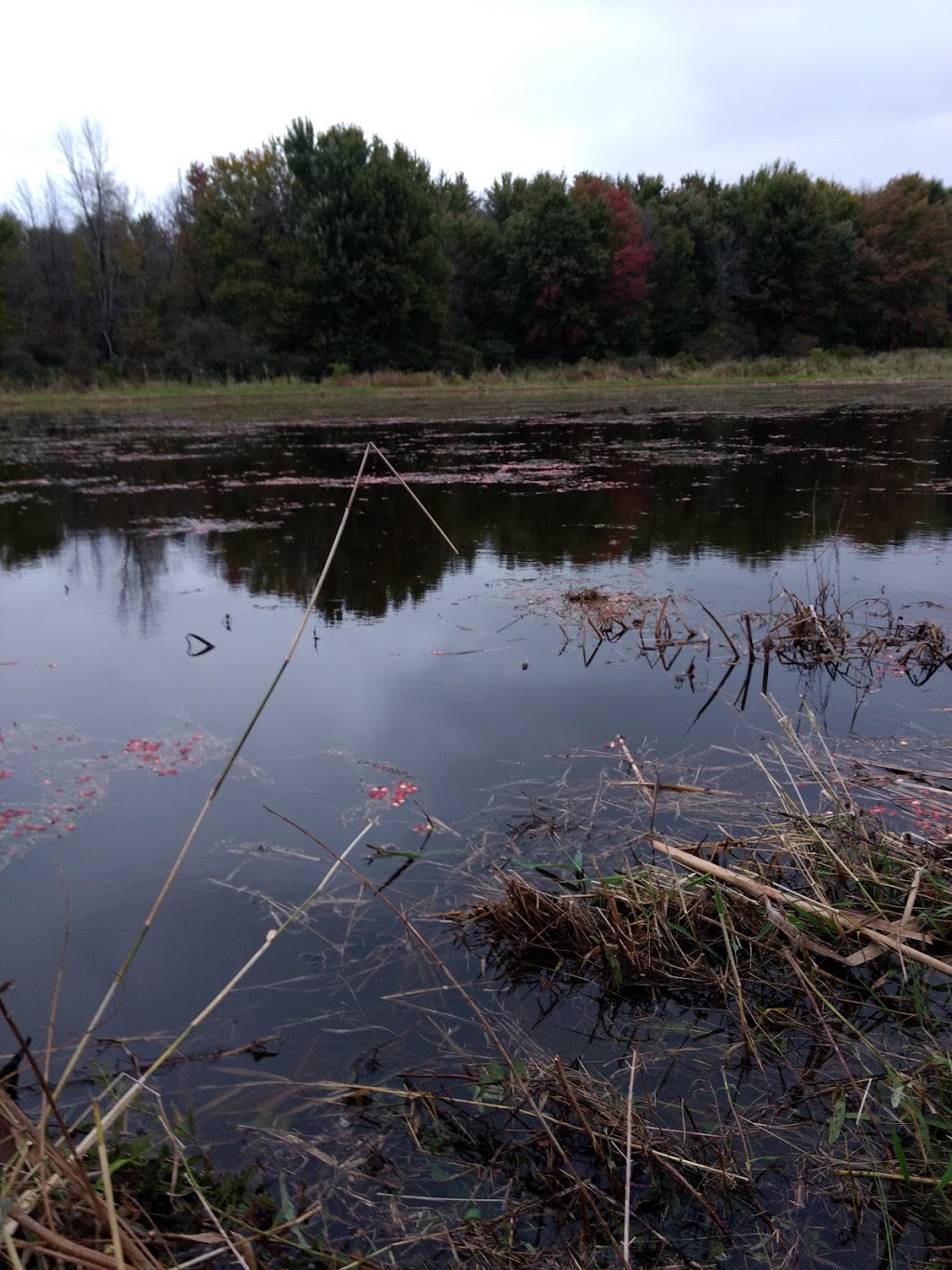 Upper Canada Cranberries | 2283 Stagecoach Rd, Greely, ON K4P 1N4, Canada | Phone: (613) 798-6232