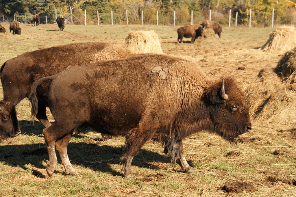 Chouinard Bisons | 308 Av. de Gaspé E, Saint-Jean-Port-Joli, QC G0R 3G0, Canada | Phone: (418) 598-3230