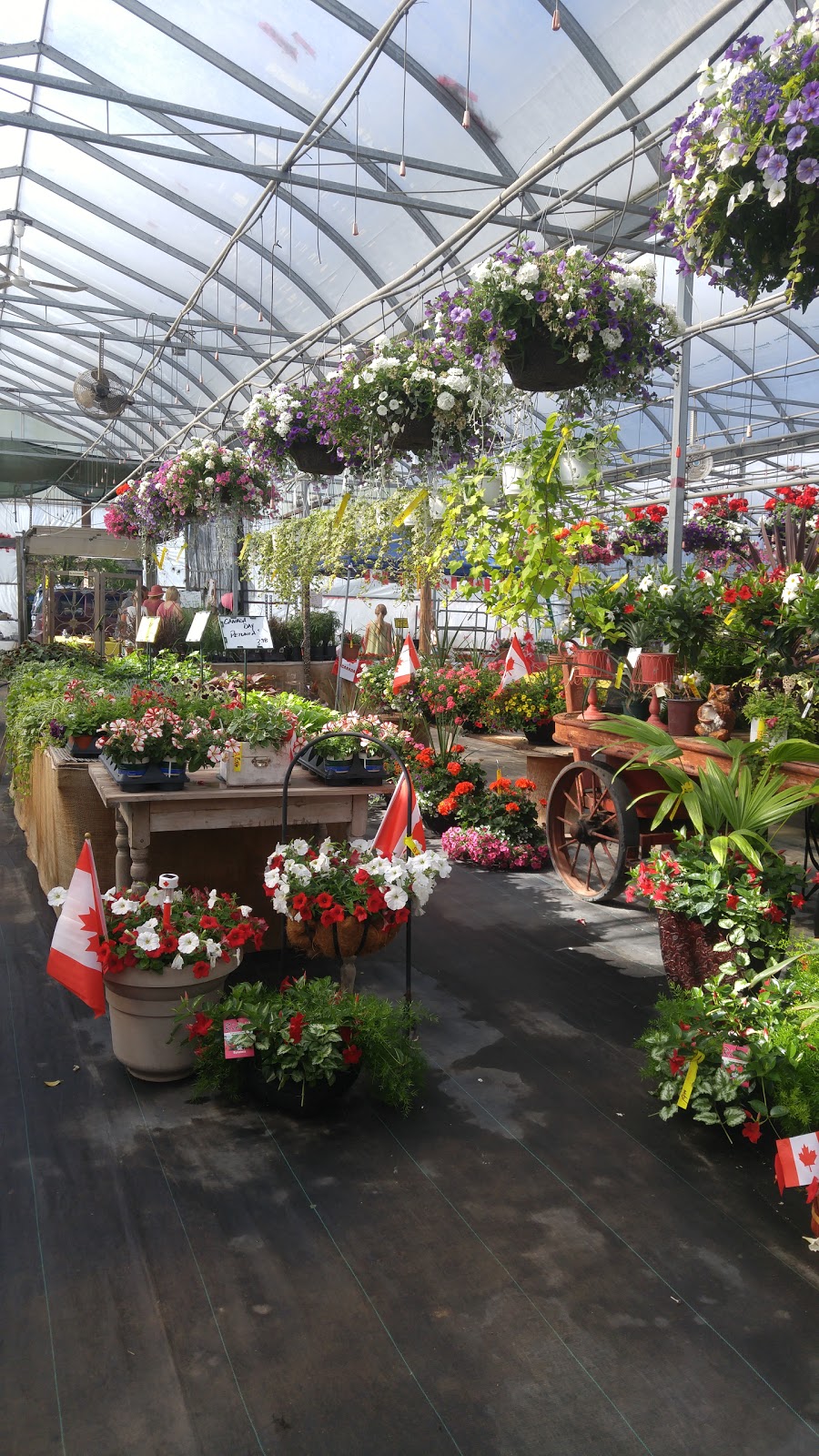 Kalis Greenhouse | 1279 Old Hwy 24, Waterford, ON N0E 1Y0, Canada | Phone: (519) 443-5151