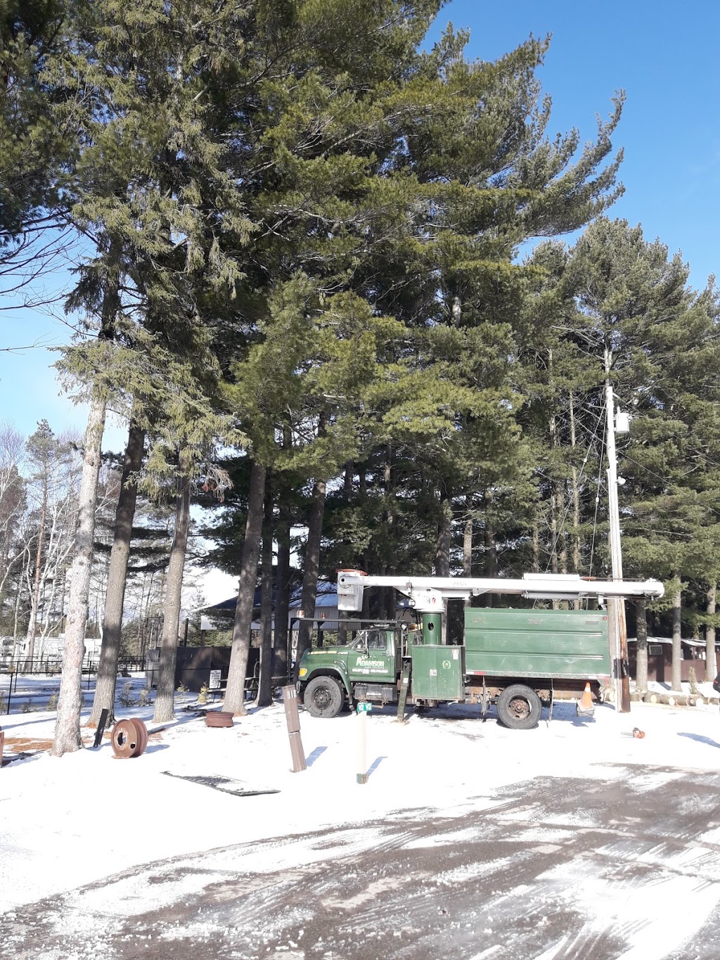 Adamson Tree Experts | 24 Falvo St, Wasaga Beach, ON L9Z 1J6, Canada | Phone: (249) 877-8733