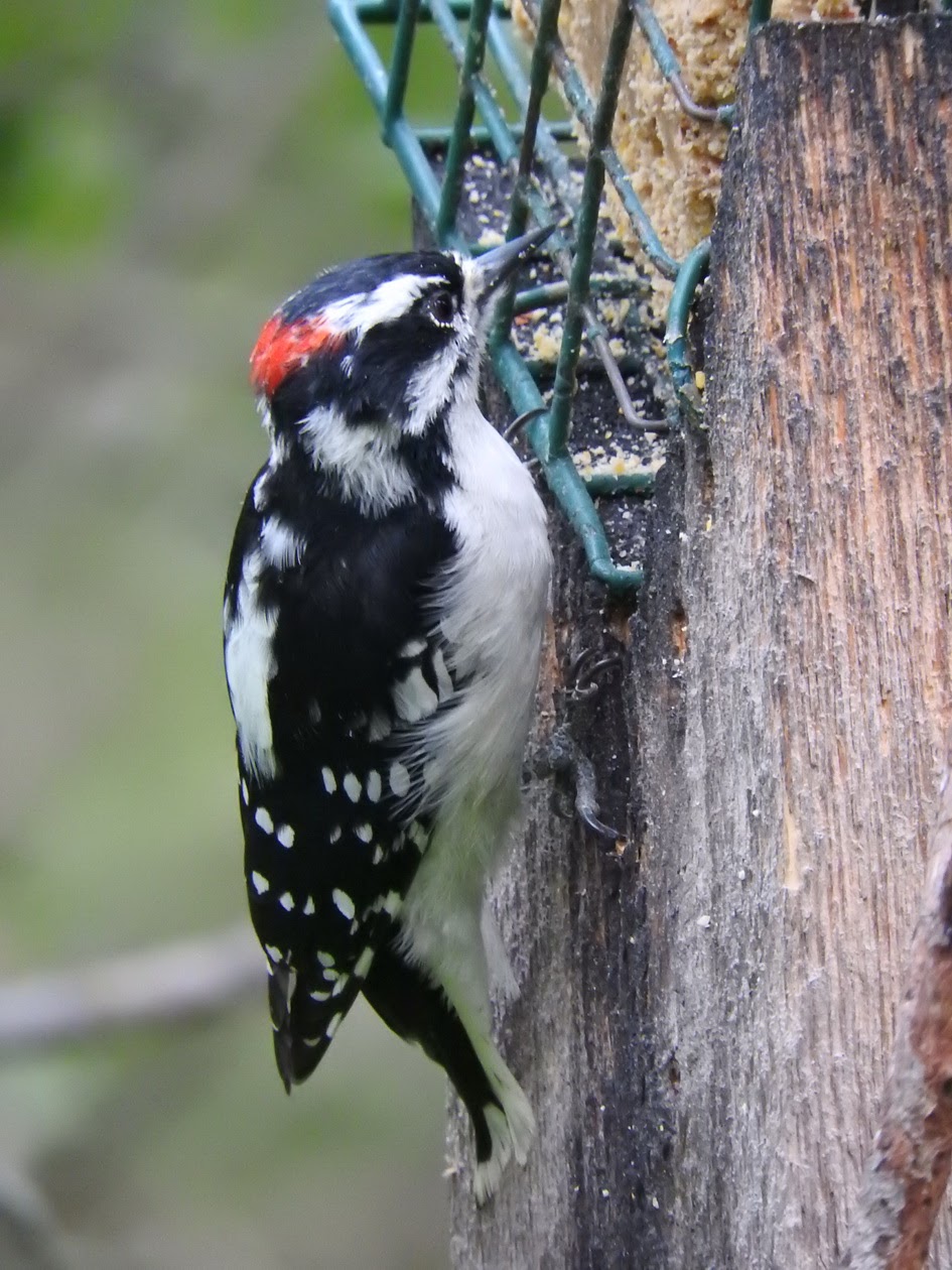 Beaverhill Lake Natural Area | Beaver County, AB T0B, Canada | Phone: (780) 679-1215