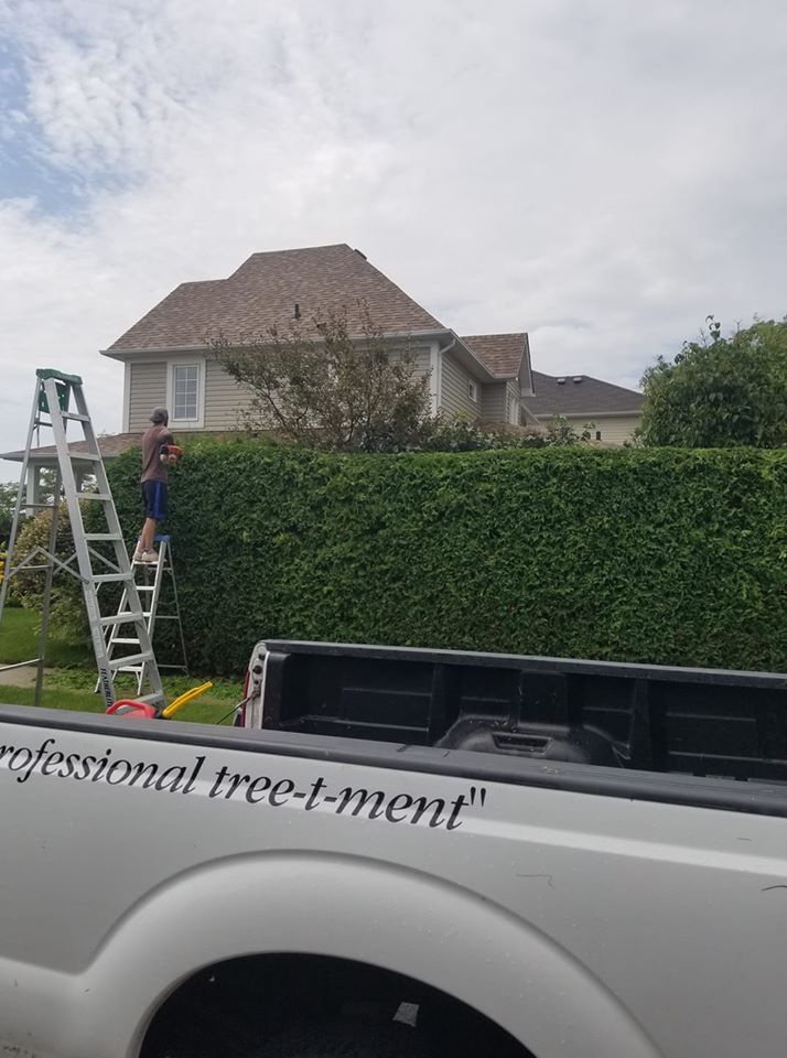 Branches Tree Service | 3165 Lambs Rd, Bowmanville, ON L1C 6J7, Canada | Phone: (905) 432-1422