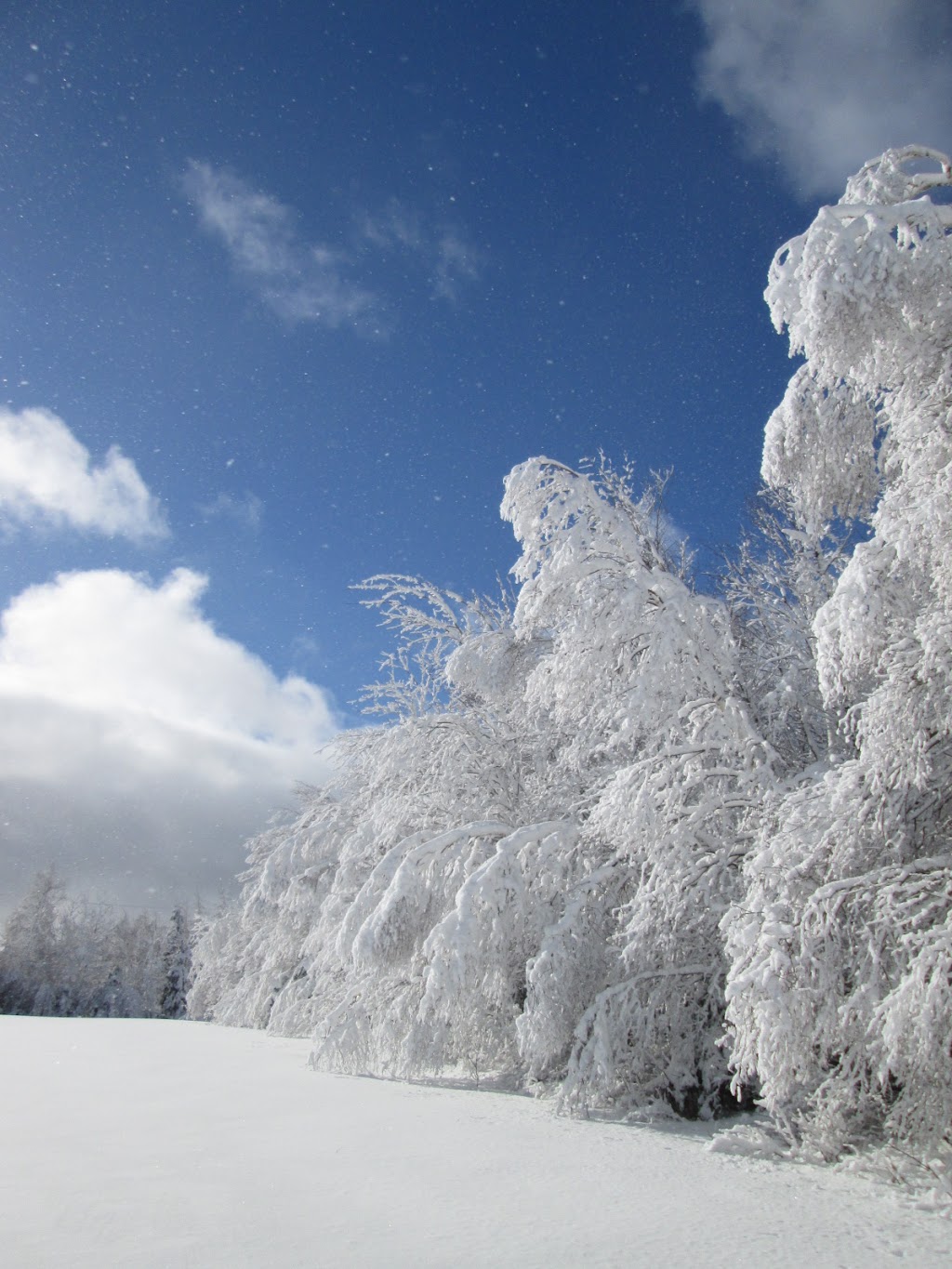 Blue Nova Farm | 6050 HWY 348, Aspen, NS B0H 1E0, Canada | Phone: (902) 968-1437