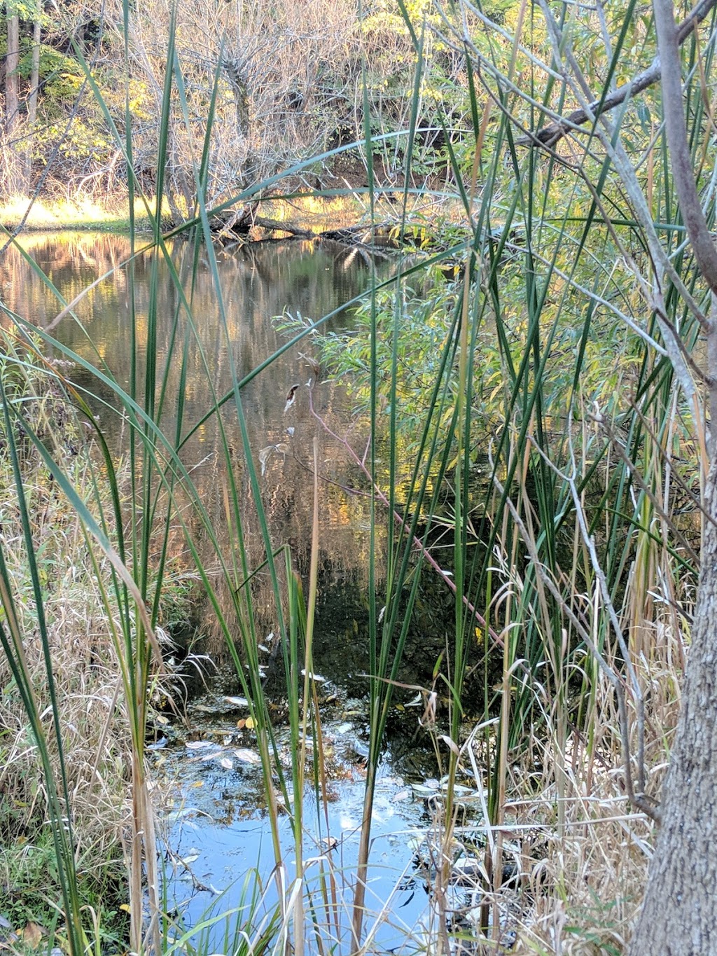 Clarence Escarpment Sanctuary | 9575 Greiner Rd, Clarence, NY 14031, USA | Phone: (716) 741-8927