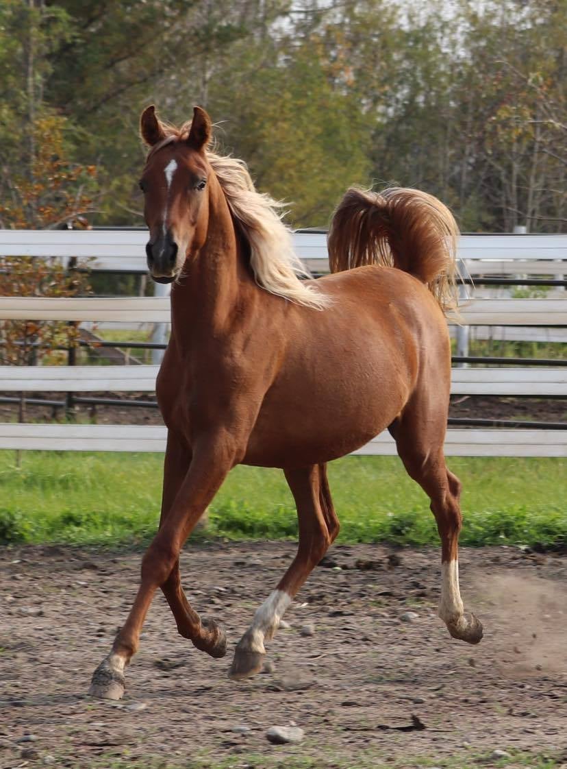 Desert Roots Arabian Horses. | 253 Peters Rd, Colborne, ON K0K 1S0, Canada | Phone: (905) 376-3361