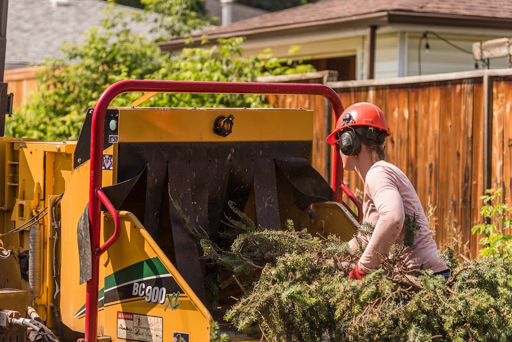 Silver Fern tree services | 134 Heritage Dr, Cochrane, AB T4C 0Y3, Canada | Phone: (587) 830-2008