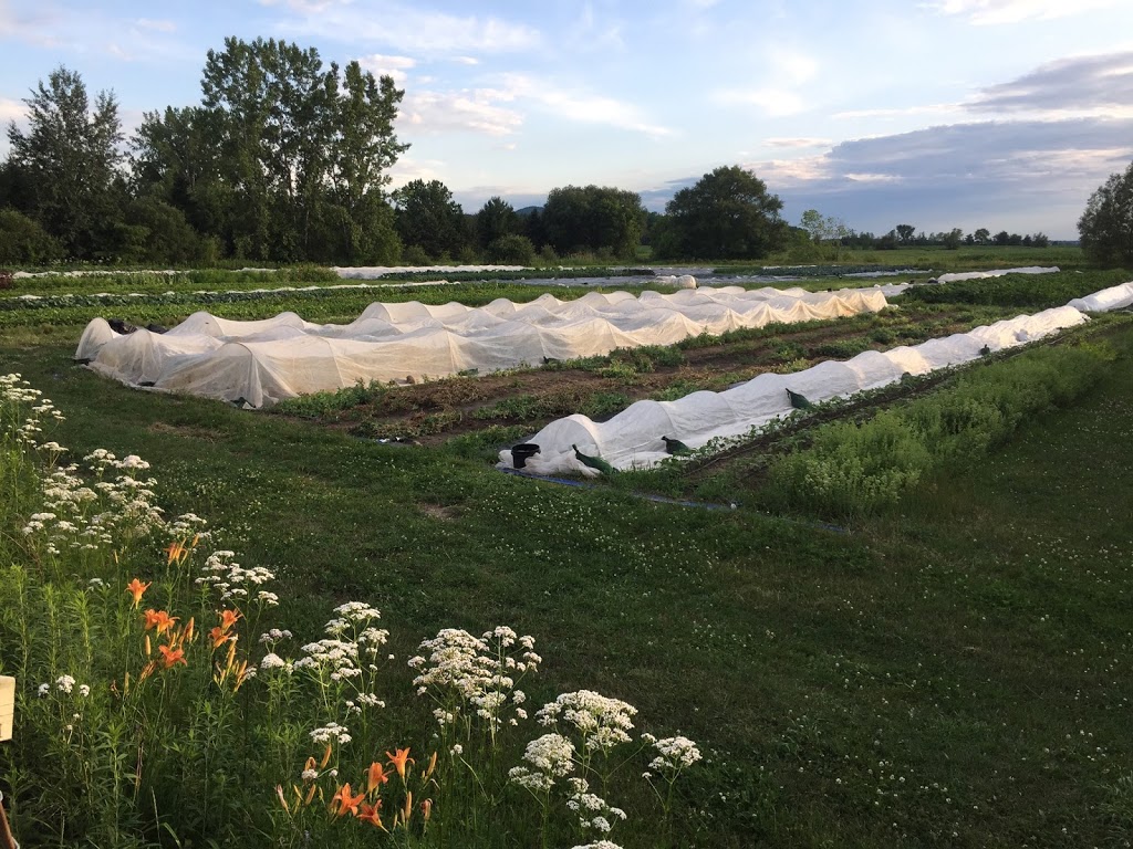 La Récolte des Dames | 53 Chemin du Vide, Sainte-Angèle-de-Monnoir, QC J0L 1P0, Canada | Phone: (514) 606-8828