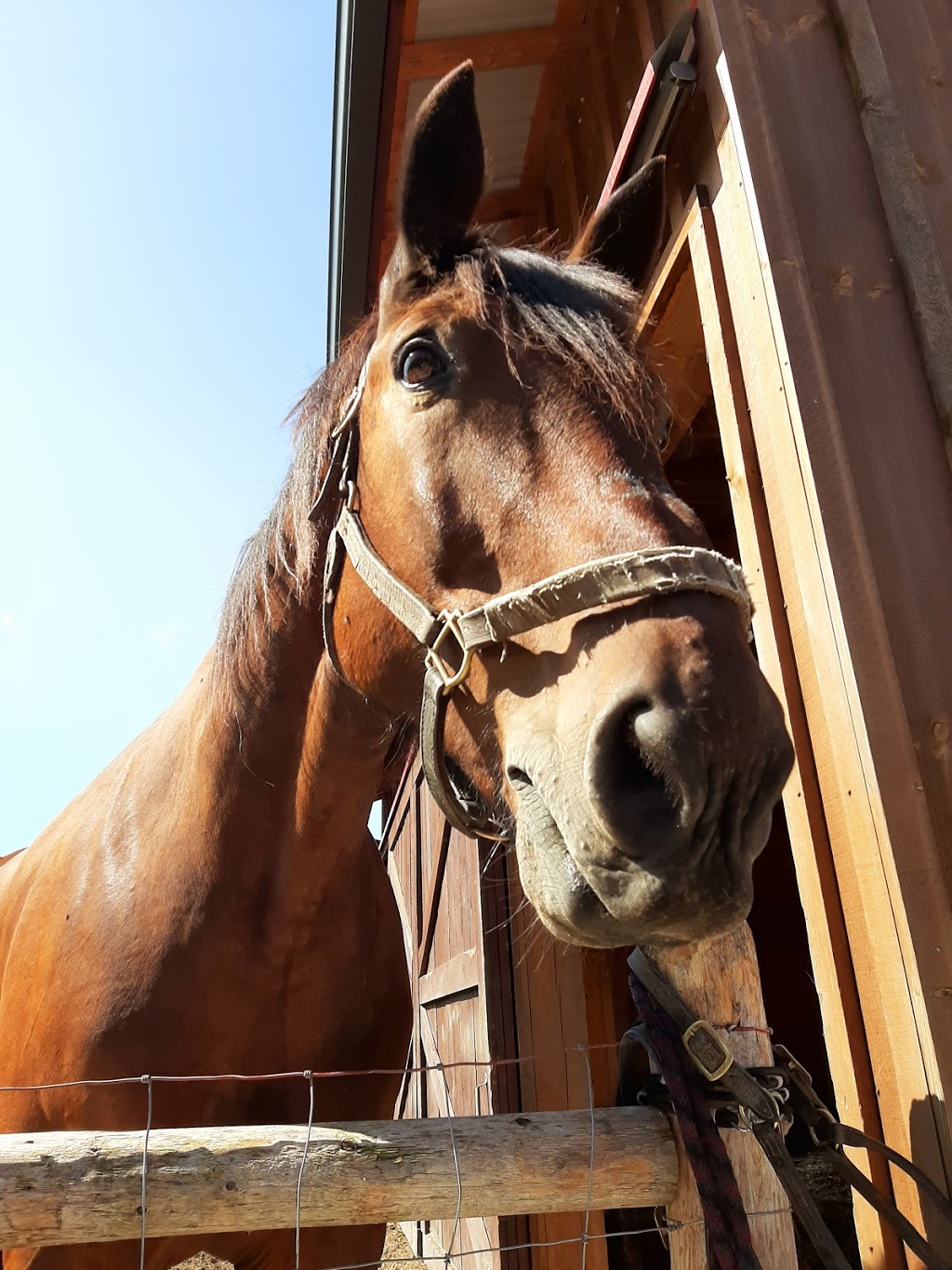 Walkabout Farm Therapeutic Riding Association Inc. | Highway 35, 1105 Spring Valley Rd, Minden, ON K0M 2K0, Canada | Phone: (705) 455-2899