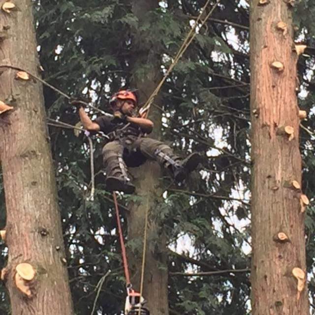 BC West Coast Tree Works | 6613 Greenmount St, Chilliwack, BC V2R 1L9, Canada | Phone: (604) 799-8045