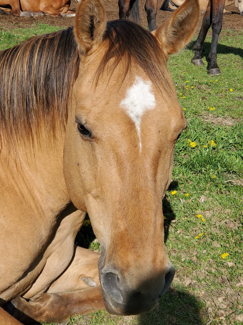 INTERNATIONAL EQUINE REGISTRY | Township Rd 562, Gunn, AB T0E 1A0, Canada | Phone: (800) 431-6856