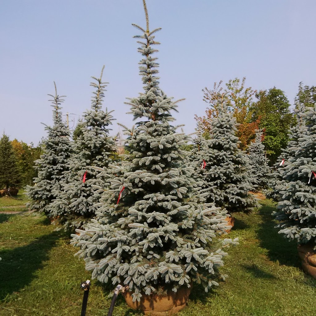 JCA Trees | 1102 Erbs Rd, St. Agatha, ON N0B 2L0, Canada | Phone: (519) 884-7662