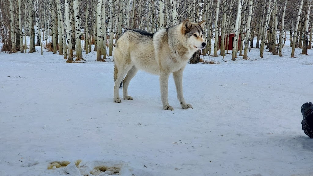 Yamnuska Wolfdog Sanctuary | 263156 Range Rd 53, Cochrane, AB T0M 2E0, Canada | Phone: (587) 890-9653