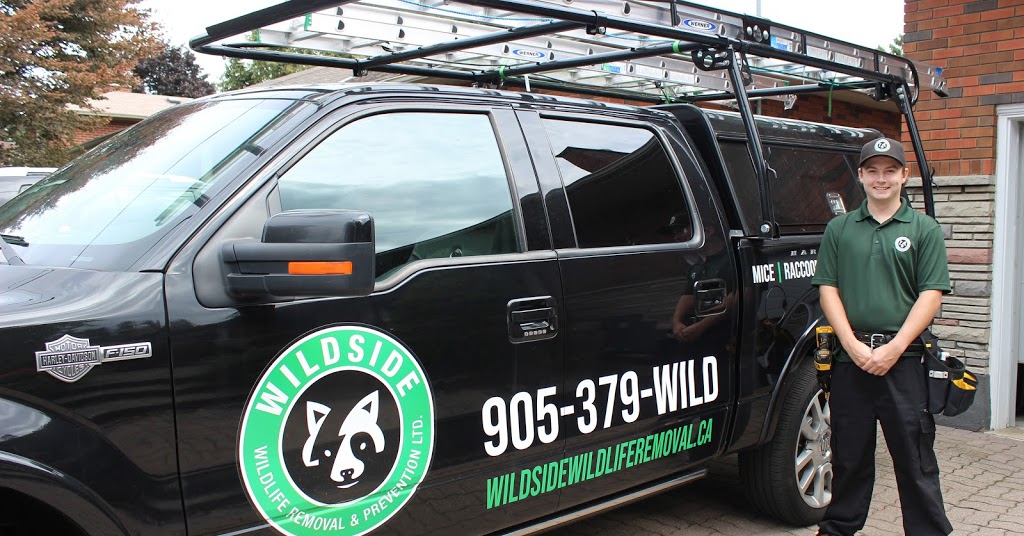 Wildside Wildlife Removal & Prevention Ltd. | 3077 Mainway, Burlington, ON L7M 1A1, Canada | Phone: (905) 379-9453