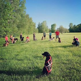 Sirius Sports Canins | 1404 Rue Shefford, Bromont, QC J2L 1E1, Canada | Phone: (450) 525-5051